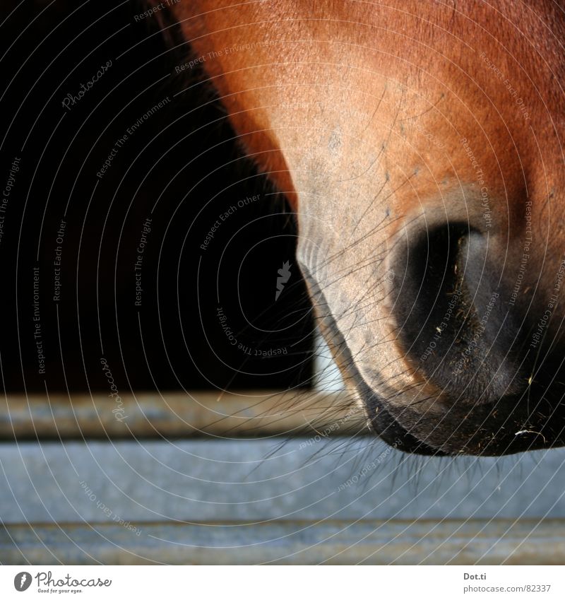 Nasenhaar Tier Fell Pferd Tiergesicht 1 atmen nah Neugier schön Wärme weich braun schwarz Pferdezucht Reiterhof Nüstern Stall Atem Säugetier Maul Farbfoto