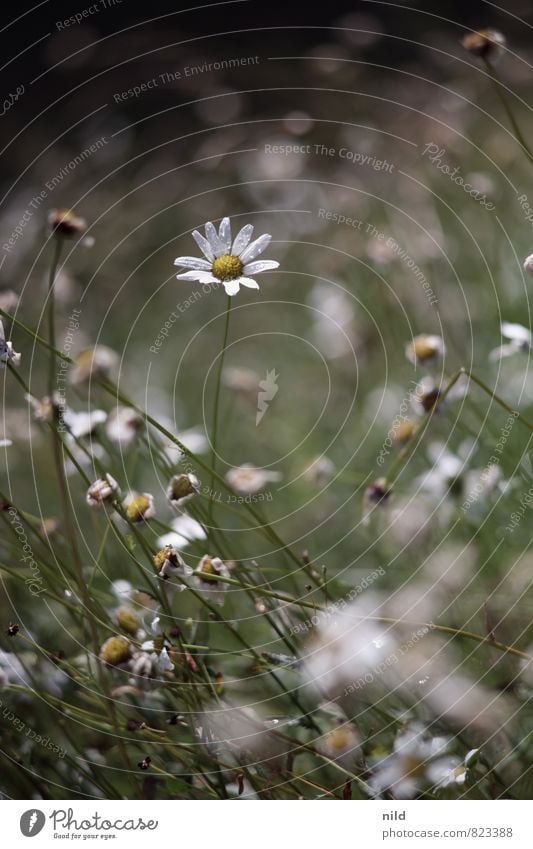 Margeriten Umwelt Natur Pflanze Wassertropfen Sommer Wetter Regen Blume Garten Park Wiese nass natürlich schön braun grün weiß ruhig Farbfoto Außenaufnahme