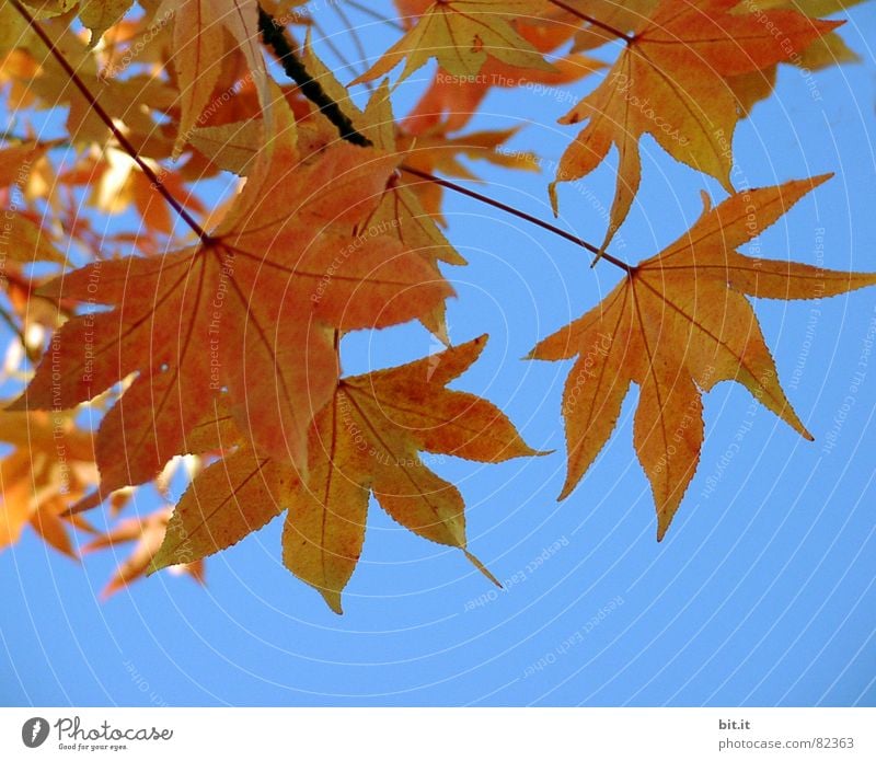 FÜR NEELZ Bruchlandung gebrochen Herbst Blatt leer Platz Pflanze Sammelstelle grün Bruchstück Sommer Naturphänomene Botanik Baum Regen dunkel Müllhalde Gras