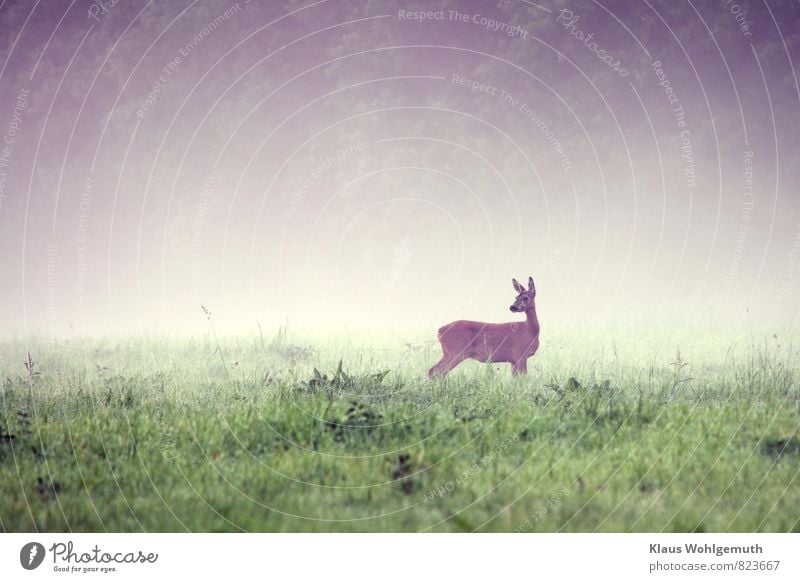 Eine Ricke sichert im Morgennebel auf einer Waldwiese Umwelt Natur Tier Sommer Herbst Nebel Gras Wiese Feld Wildtier Fell Reh 1 beobachten Fressen Blick braun