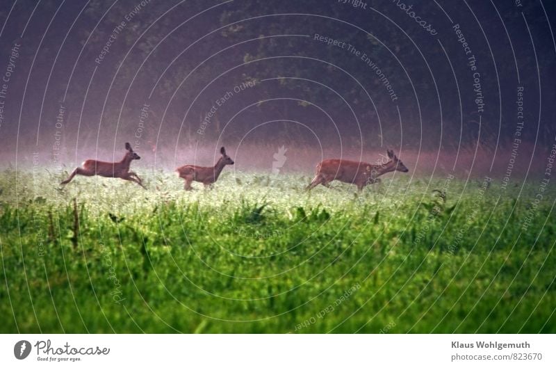 Eine Ricke flüchtet mit ihren 2 Kitzen von einer Waldwiese in den nahen Wald Umwelt Natur Landschaft Tier Nebel Gras Wiese Reh Rehkitz 3 Tiergruppe Tierjunges