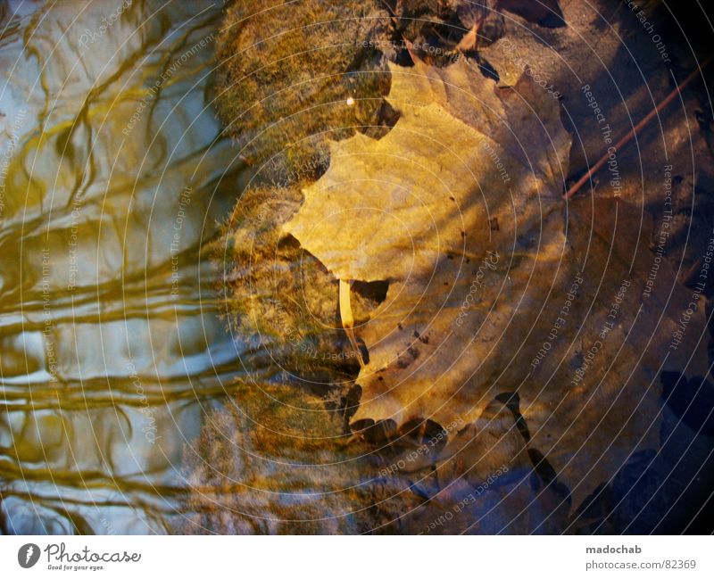 DOWN UNDER Romantik Wald Baum Winter Herbst kalt grau Kitsch Natur Holzmehl Blatt grün Wäldchen Nadelwald Herbstbeginn Schnellzug Baumstamm Nebel dunkel Wildnis