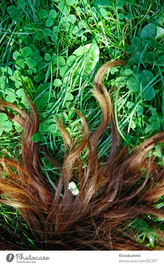 Haarrasen brünett Gras biegen Wiese grün braun Haarausfall Grasnarbe Grünfläche Rasen Weide