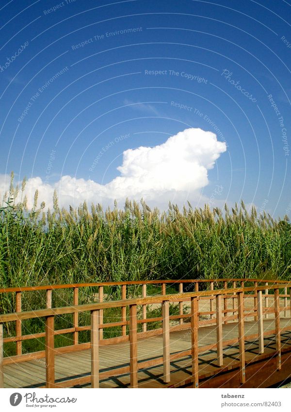 Brücke zur Natur Spanien Schönes Wetter Wolken Ferien & Urlaub & Reisen Freizeit & Hobby Garten Park Cambrils Himmel