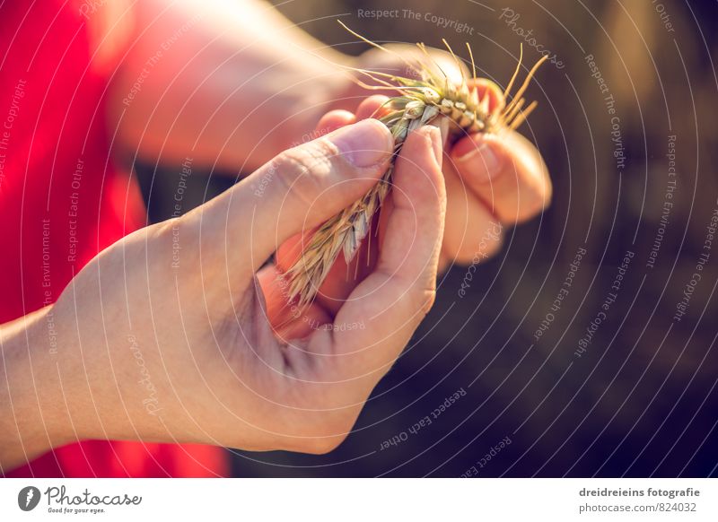 Es ist mir eine Ähre Hand Finger berühren festhalten natürlich Zufriedenheit Leidenschaft Weizen Getreide biegen Natur Naturliebe sommerlich Sommer Ähren