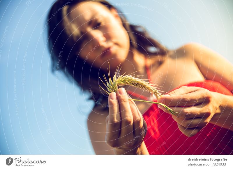 Eine Frage der Ähre feminin Junge Frau Jugendliche Erwachsene 1 Mensch Natur Wolkenloser Himmel Sonnenlicht Sommer Schönes Wetter Kleid schwarzhaarig brünett