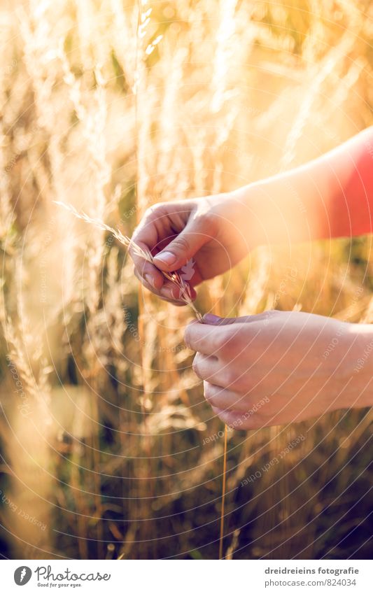 Feel the summer Hand Natur Sonnenlicht Sommer Schönes Wetter Feld berühren frei natürlich positiv retro Wärme gelb orange Gefühle Stimmung Zufriedenheit dankbar