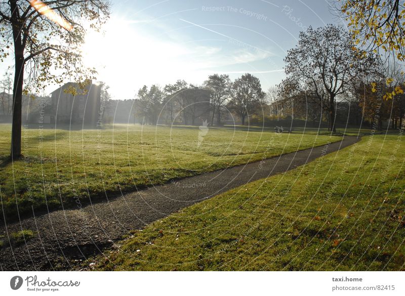 Morgens Park Ferne Tau Sonnenaufgang Baum Wiese Bürgersteig Nebel Herbst gehen Spaziergang Wegrand frisch angenehm Haus Gras Schleier Naturphänomene grün