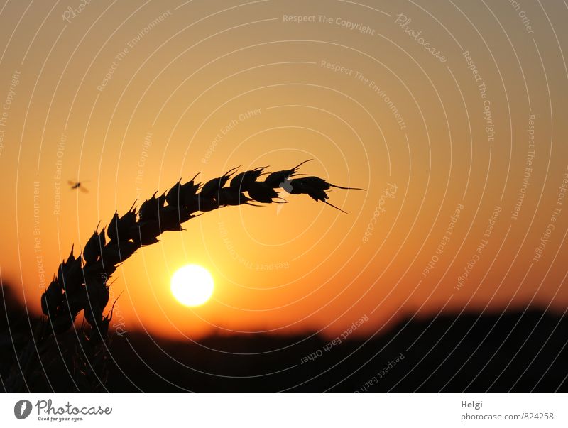 Abendsonne... Umwelt Natur Landschaft Pflanze Himmel Wolkenloser Himmel Sommer Schönes Wetter Nutzpflanze Getreide Weizen Ähren Feld leuchten Wachstum