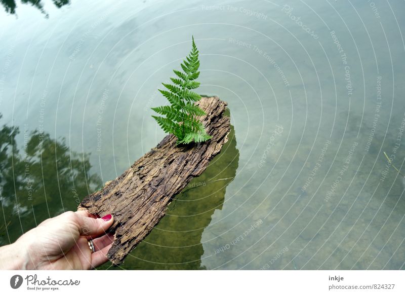 Schiffchen ahoi! Freude Freizeit & Hobby Spielen Ferien & Urlaub & Reisen Ausflug Hand Umwelt Natur Wasser Frühling Sommer Farn Blatt Baumrinde Seeufer Waldsee