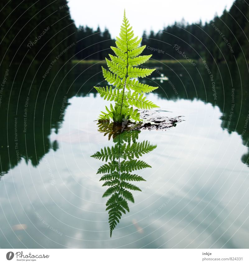 Segeln gehen Freude Freizeit & Hobby Spielen Ferien & Urlaub & Reisen Ausflug Sommer Umwelt Natur Wasser Himmel Schönes Wetter Blatt Farn Wald Teich See Waldsee