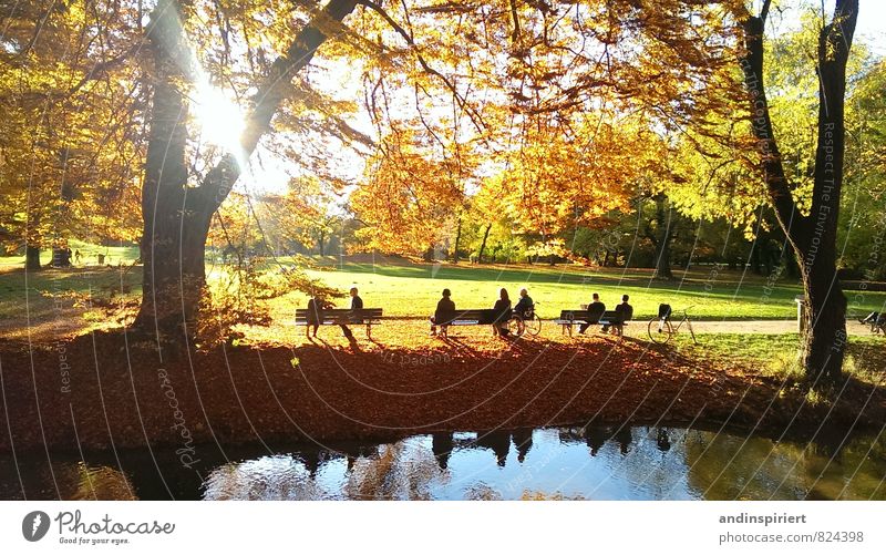 Herbststimmung Umwelt Natur Landschaft Wasser Sonne Sonnenlicht Wetter Schönes Wetter Baum Blatt Park Wald Flussufer Teich See Gefühle Stimmung Zufriedenheit