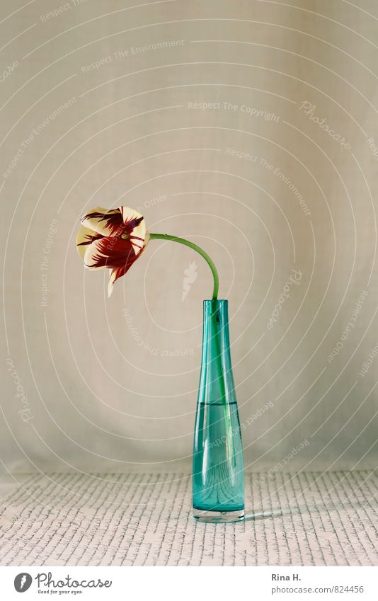 WegSehen Blume Tulpe Blühend Glasvase Vase Typographie Stillleben Farbfoto Innenaufnahme Menschenleer Textfreiraum links Textfreiraum rechts Textfreiraum oben