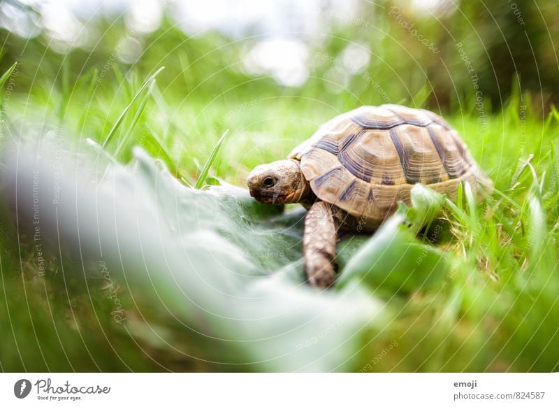 Schildkröte Umwelt Natur Gras Blatt Tier Haustier 1 natürlich grün Farbfoto Außenaufnahme Nahaufnahme Menschenleer Tag Schwache Tiefenschärfe Ganzkörperaufnahme