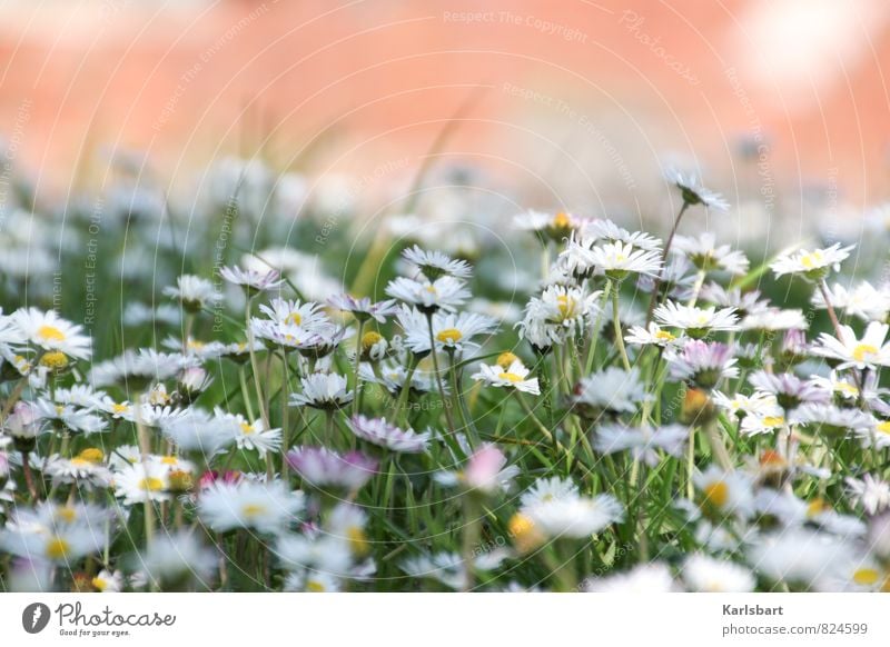 Sommerwiese Gesundheit Garten Umwelt Natur Pflanze Frühling Schönes Wetter Blume Gras Gänseblümchen Park Wiese erleben Blumenwiese Farbe Farbenspiel Duft frisch