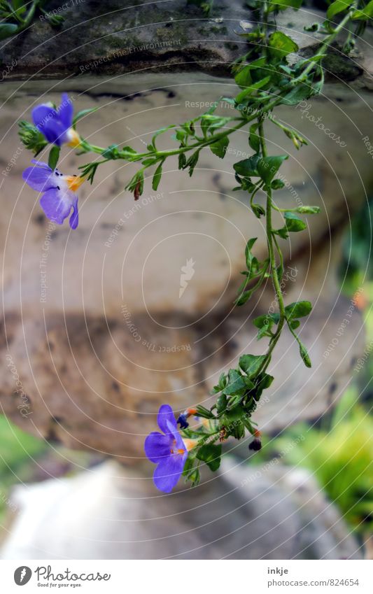 ein Blumenfoto für jala Freizeit & Hobby Häusliches Leben Garten Sommer Blüte Park Blühend hängen schön klein lang natürlich blau grün Natur Ranke Farbfoto