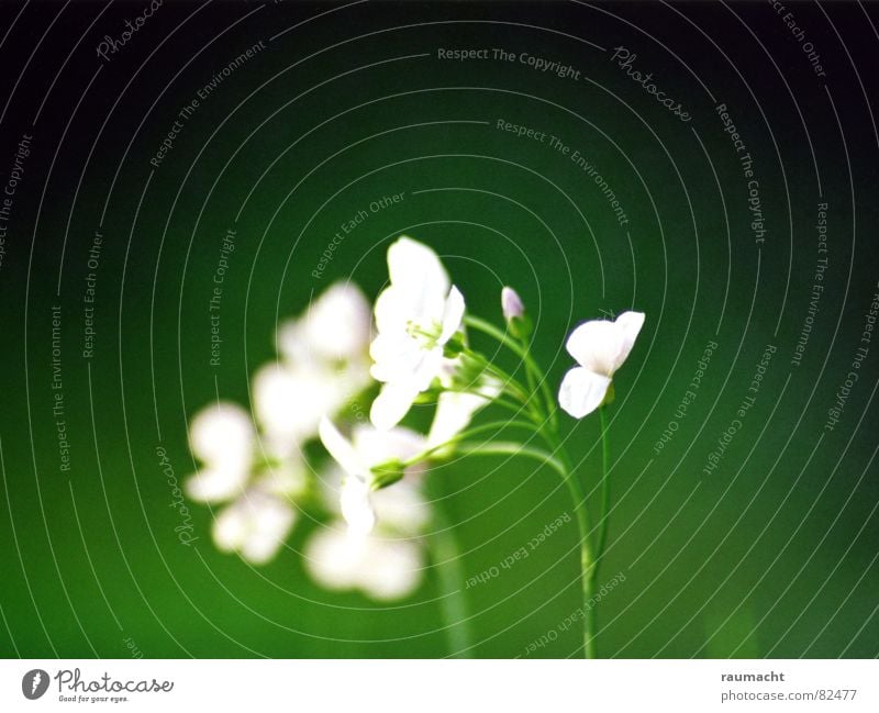 Wiesenschaumkraut Pflanze Blume grün Waldwiese Wildpflanze Wiesen-Schaumkraut Heilpflanzen