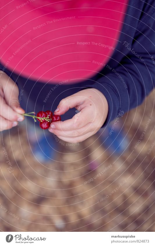 johannisbeeren mampf mampf Frucht Johannisbeeren Ernährung Essen Picknick Bioprodukte Vegetarische Ernährung Diät Gesunde Ernährung Leben harmonisch Wohlgefühl