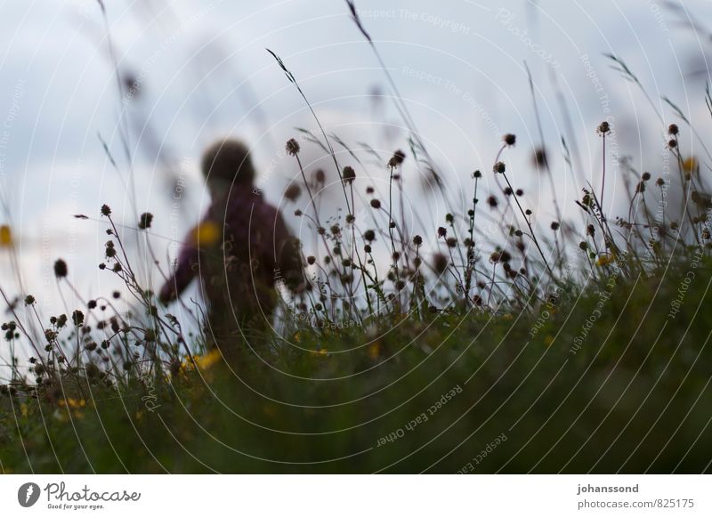 Die Welt entdecken Kinderspiel Ausflug Abenteuer Freiheit Kindheit 1 Mensch 1-3 Jahre Kleinkind Natur Pflanze Gras Wiese beobachten Erholung gehen Spielen frei