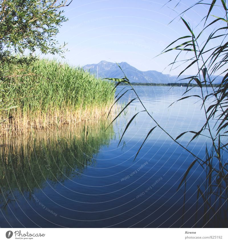 300 - Blick auf neue Herausforderungen Landschaft Wasser Himmel Sommer Schilfrohr Berge u. Gebirge Alpen Alpenvorland Küste Seeufer Bucht Insel Herrenchiemsee