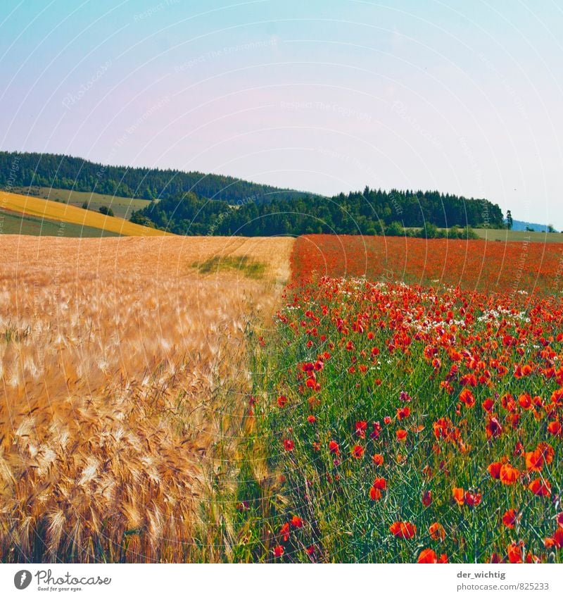 Korn trifft Mohn Ausflug Ferne Sommer Sonne Berge u. Gebirge wandern Feldarbeit Landwirtschaft Forstwirtschaft Umwelt Natur Landschaft Pflanze Wetter