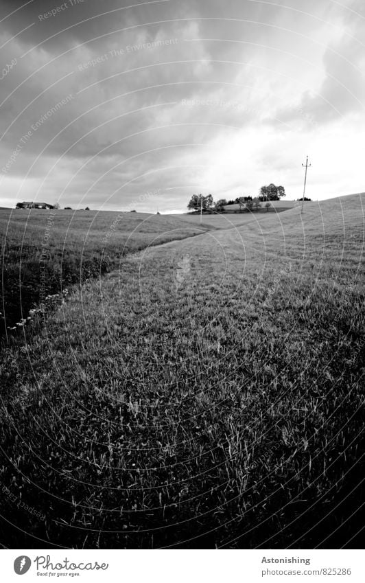 dort auf dem Hügel... Umwelt Natur Landschaft Pflanze Himmel Wolken Horizont Sonnenlicht Sommer Wetter Unwetter Wind Baum Gras Wiese grau schwarz weiß