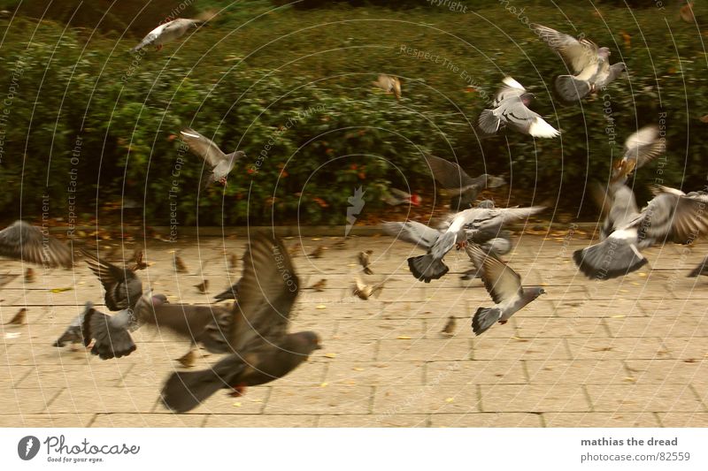 einflugscheinse Spatz mehrere Flugtier Fußweg Vogel Taube Tier Luft Beginn durcheinander Eile Flügel flach Bürgersteig Sträucher grün flattern flugtauglich