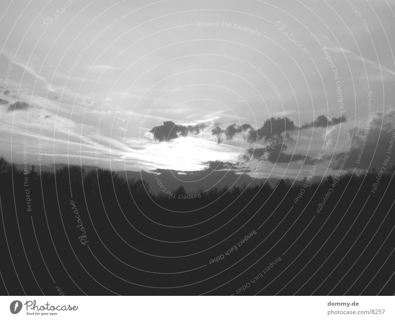 Abendstimmung S/W Wald Sonnenuntergang schwarz weiß Amerika Schwarzweißfoto