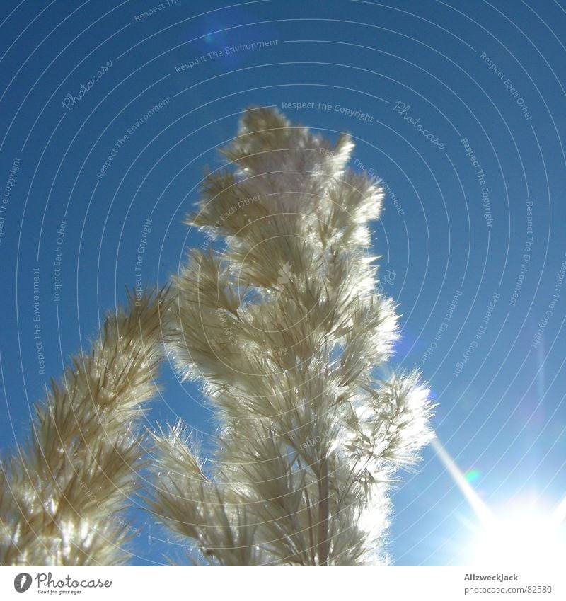 Sommer oder Winter? (100. Yeah! ) Strohblume Gras Sonne heiß Physik hell blenden trocken Licht grell kalt Wärme blau Himmel Schönes Wetter brütend heiß