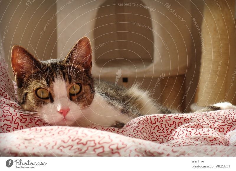 Wacher Blick Tier Haustier Katze Tiergesicht 1 Entschlossenheit Erholung Zufriedenheit Bettdecke Farbfoto Innenaufnahme Tierporträt Blick in die Kamera