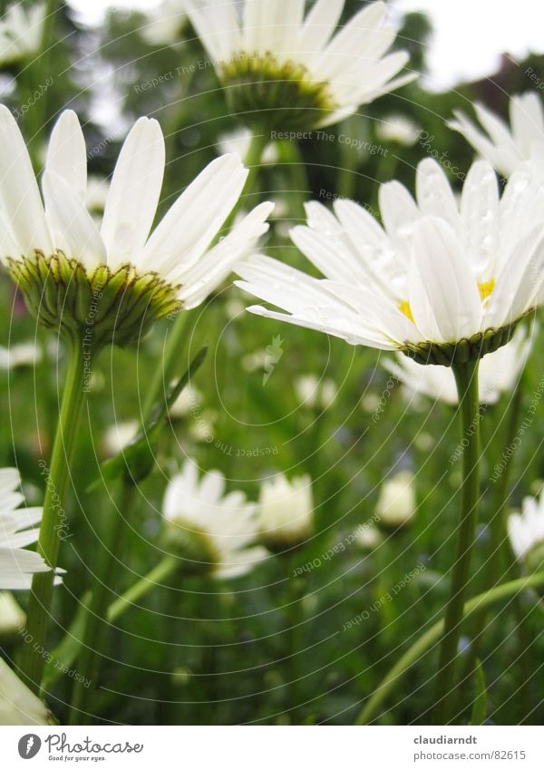 Blick nach oben Margerite Blume Wiese grün Richtung Sommer Blumenwiese Blüte Gras Hauptrichtung Regen Rasen in einer richtung mit