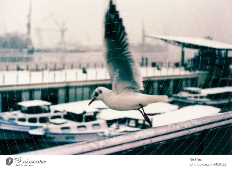 Abflug Möwe Xpro Wasserfahrzeug Anlegestelle Vogel Abheben Schnabel Lomografie Lachmöwe Hafen Hamburg Eis Schnee cross fliegen Feder Ausflug