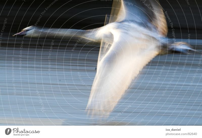 flieeeeeeeeg!!! - Schwan Umwelt Natur Fluss Vogel Flügel fliegen Geschwindigkeit Macht Isar München flattern Wildnis Spannweite Fotografie Farbfoto