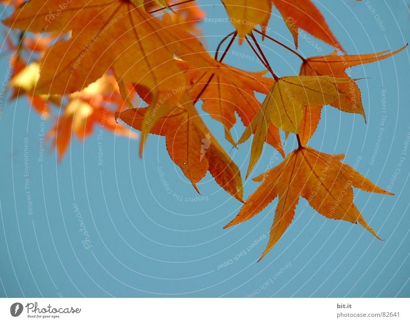 FÜR FR.LUEDERS Umwelt Natur Landschaft Pflanze Luft Himmel Wolkenloser Himmel Herbst Klima Schönes Wetter Baum Park gold Herbstlaub Ahorn Oktober Herbstbeginn