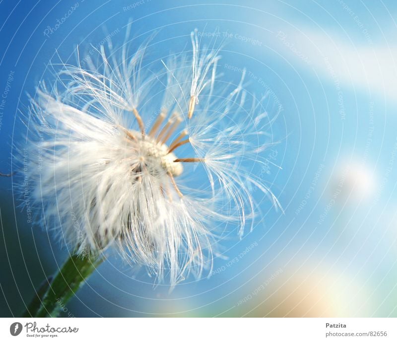 so zart Saatgut Löwenzahn Blume Blumenwiese Frühling Sommer blasen klein Wolken Wiese Gras zerbrechlich Bergwiese sensibel Makroaufnahme Nahaufnahme Blumensamen