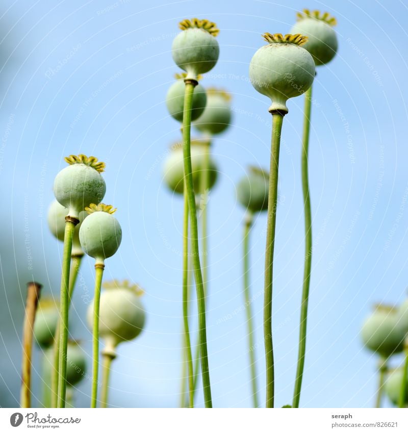 Mohn verdorrt welk Samen Kerne Saatgut ""seed vessel"" Blume Natur Nahaufnahme Blütenblatt Pflanze Garten Wiesenblume head gedeihen Blühend Stengel geblümt