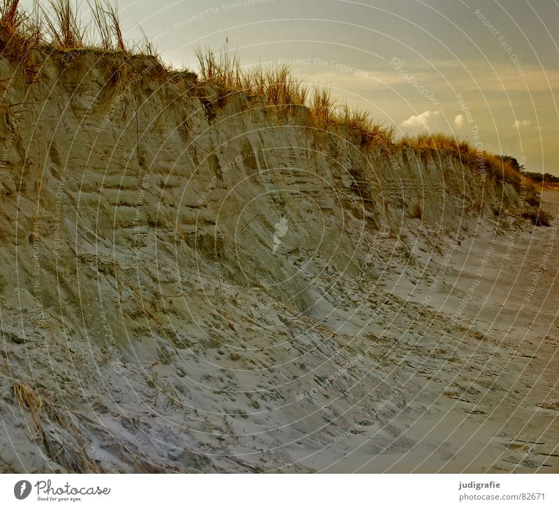 Küste See Klippe Fischland-Darß-Zingst Prerow Gras kalt Meer beige Wolken Winter hohes ufer Ostsee Stranddüne Himmel an der Küste Landschaft Natur