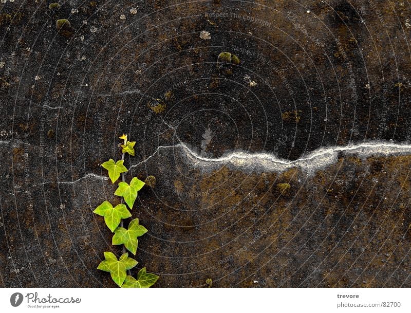 Green Wand Mauer Grenze Efeu grün Pflanze Verfall Natur Vergänglichkeit Lebenskraft ivy gestellt Kraft Wandel & Veränderung gebrochen