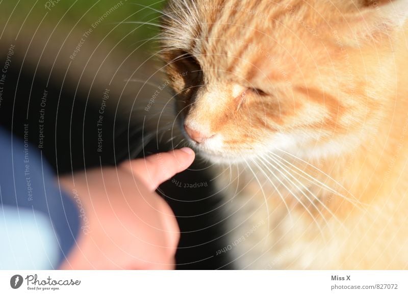 Stups Mensch Kind Kleinkind Freundschaft Kindheit Hand Finger 1 1-3 Jahre 3-8 Jahre Tier Haustier Katze kuschlig Neugier Gefühle Stimmung Sympathie Tierliebe