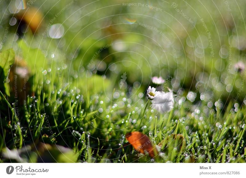 Morgentau Umwelt Natur Wassertropfen Wetter Regen Gras Wiese Wachstum frisch nass grün Stimmung Beginn Tau Halm Farbfoto mehrfarbig Außenaufnahme Nahaufnahme