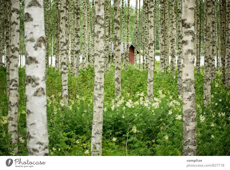 Birkenwald Gesundheit Alternativmedizin Ferien & Urlaub & Reisen Ausflug Ferne Sommer Sommerurlaub Sonne Küste Seeufer Glück Sauna Hütte Schweden Finnland