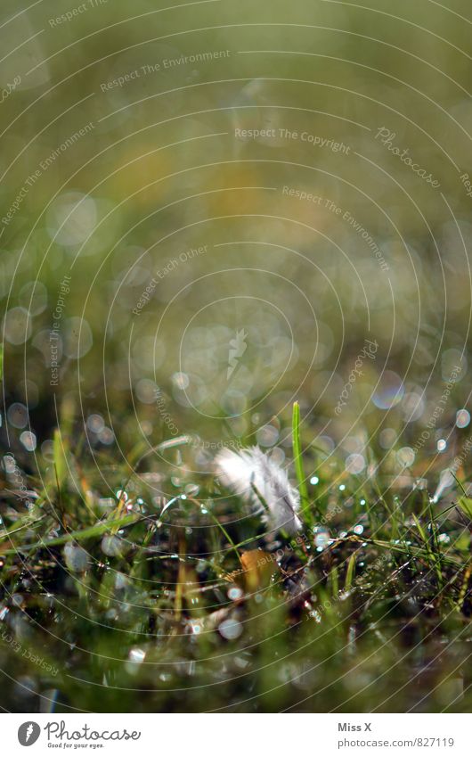 come fly with me.... Wassertropfen Frühling Sommer Herbst Wetter Schönes Wetter Regen Gras Wiese kalt nass Gefühle Stimmung Hoffnung Feder Daunen Tau Punkt