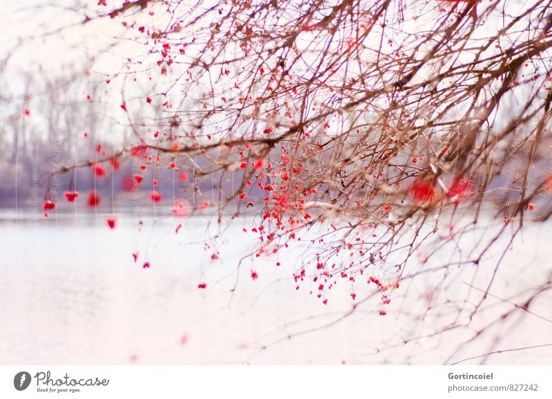 Naturschönheit Umwelt Landschaft Pflanze Winter Schönes Wetter Baum Sträucher Wald Seeufer rot Beeren Beerensträucher Ast Gemeiner Schneeball Farbfoto