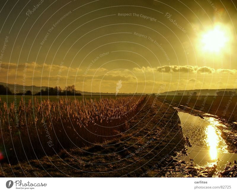 Goldene Zeiten III Sonnenuntergang Weißabgleich Gegenlicht Pfütze Erholung ruhig Wiese Umwelt Herbst Weide Licht Gras Reflexion & Spiegelung blenden Dämmerung