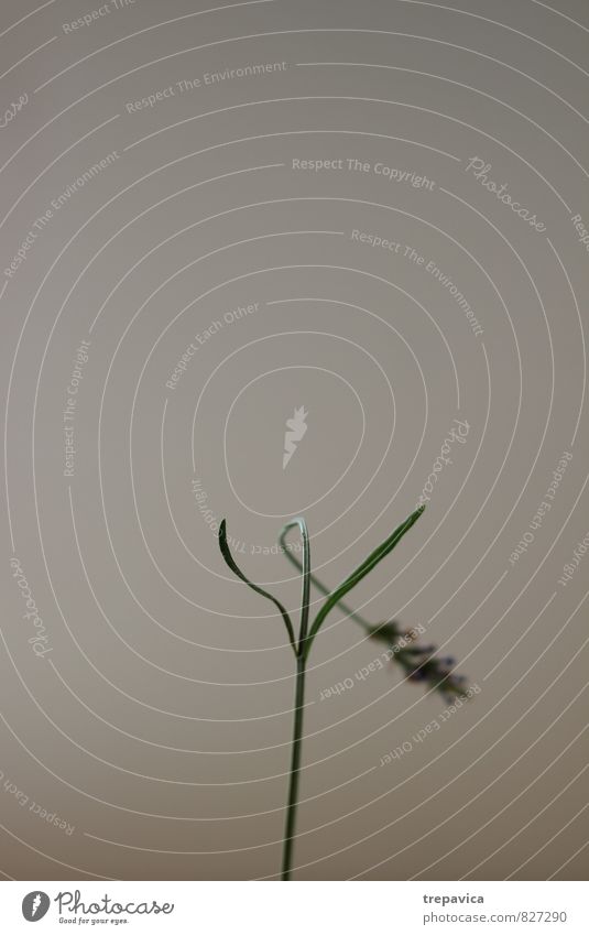 Lavandula angustifolia I Lifestyle elegant schön Körperpflege Kosmetik Creme Gesundheit Alternativmedizin Medikament Wellness harmonisch Wohlgefühl Erholung