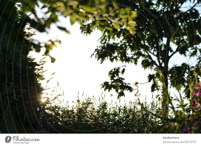 sommerlicher Rahmen Natur Pflanze Himmel Sonne Sommer Baum Blume Gras Garten Blühend leuchten Wachstum hell grün Stimmung Zufriedenheit Warmherzigkeit Romantik