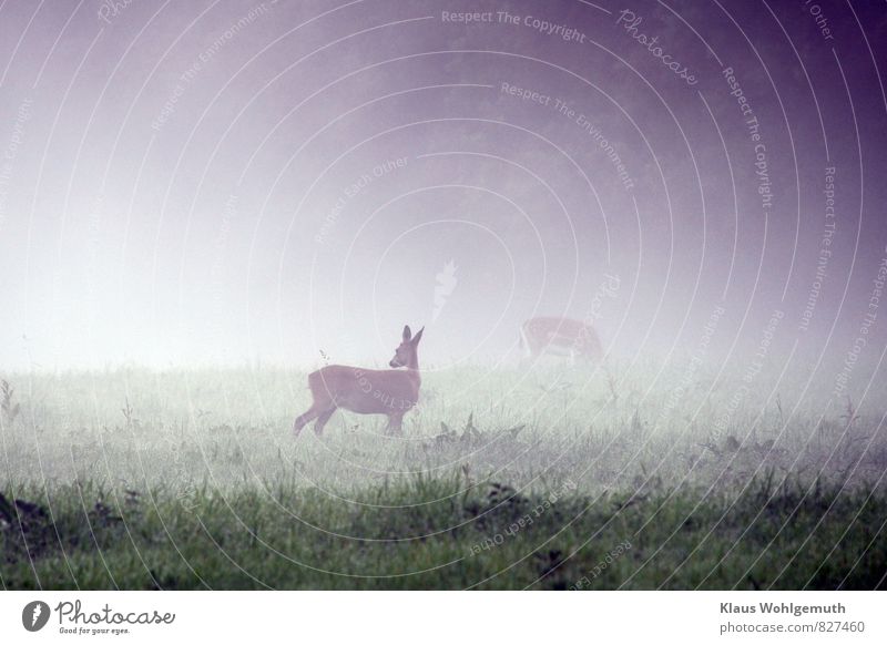 Etwas hat die Aufmerksamkeit der Ricke geweckt, im Morgennebel schaut sie sich um, im Hintergrund äst eine Damhirsch Umwelt Natur Tier Sommer Herbst Nebel Gras