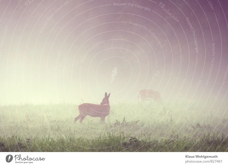 Morgennebel 6 ( Vorsicht ist die Mutter..... ) Umwelt Natur Tier Sommer Nebel Gras Park Wiese Feld Wald Wildtier Reh Ricke 2 beobachten Blick stehen blau braun