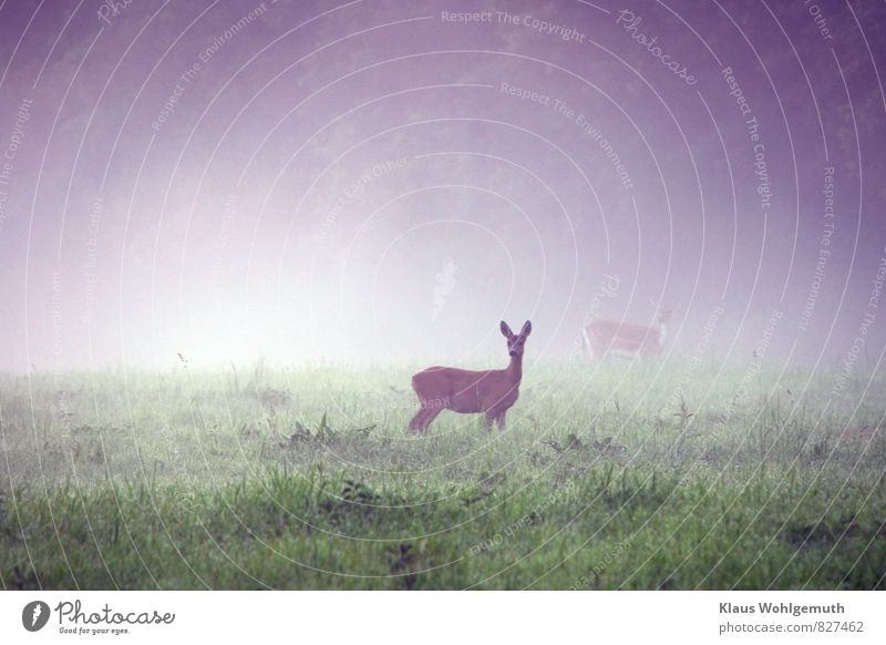 Morgennebel 4 ( Was klickt denn da?) Umwelt Natur Landschaft Tier Wassertropfen Sommer Nebel Gras Grünpflanze Wiese Feld Wald Wildtier Fell Reh Ricke Damhirsch