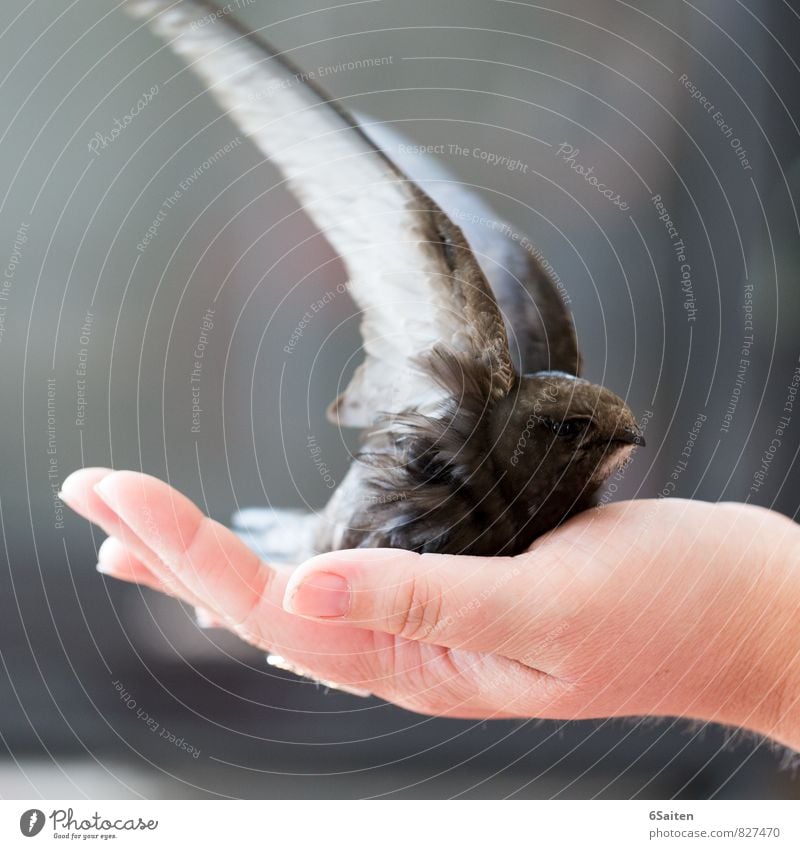 Abflug Hand Tier Vogel Tiergesicht Flügel 1 Bewegung fliegen Liebe Blick sitzen ästhetisch frei niedlich schön Vertrauen Sicherheit Schutz Geborgenheit